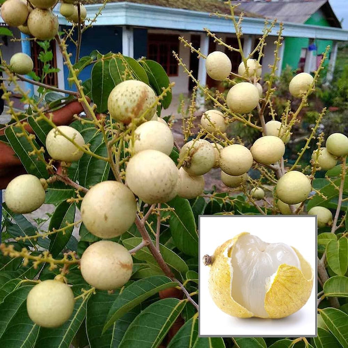 WHITE LONGAN FRUIT PLANT EXOTIC PLANTS