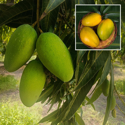 Mango Plant (Imam Pasand (Himayat) ) Live Mango 1 Plant (Mangifera indica) – Grafted Variety  -Fruit Plants