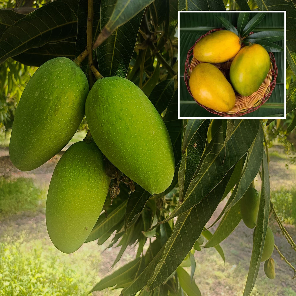 Mango Plant (Imam Pasand (Himayat) ) Live Mango 1 Plant (Mangifera indica) – Grafted Variety  -Fruit Plants