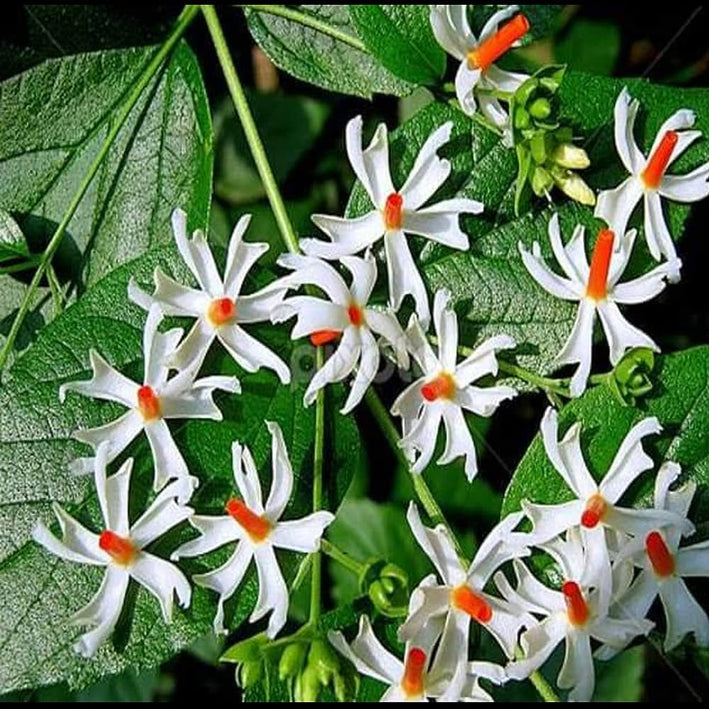 Nyctanthes Arbortristis -Medicinal Plant