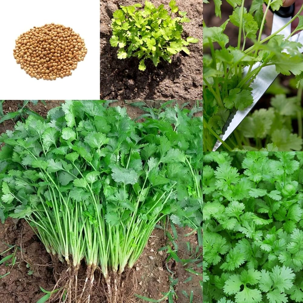 ARKA Samraksha -TFL CORIANDER Hybrid -Vegetable Seeds