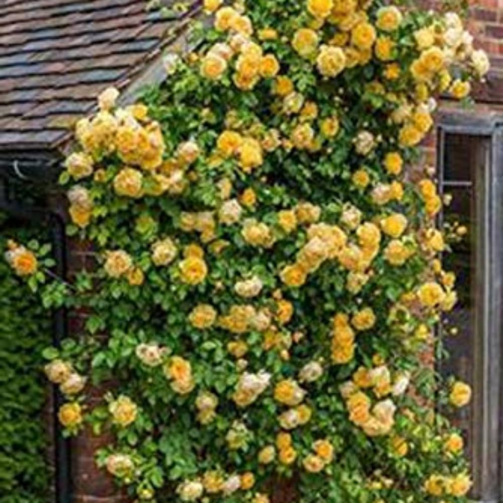Climbing Hybrid Rose Seeds – Decorative Flower Vines for Outdoor Landscaping - Rose Seeds