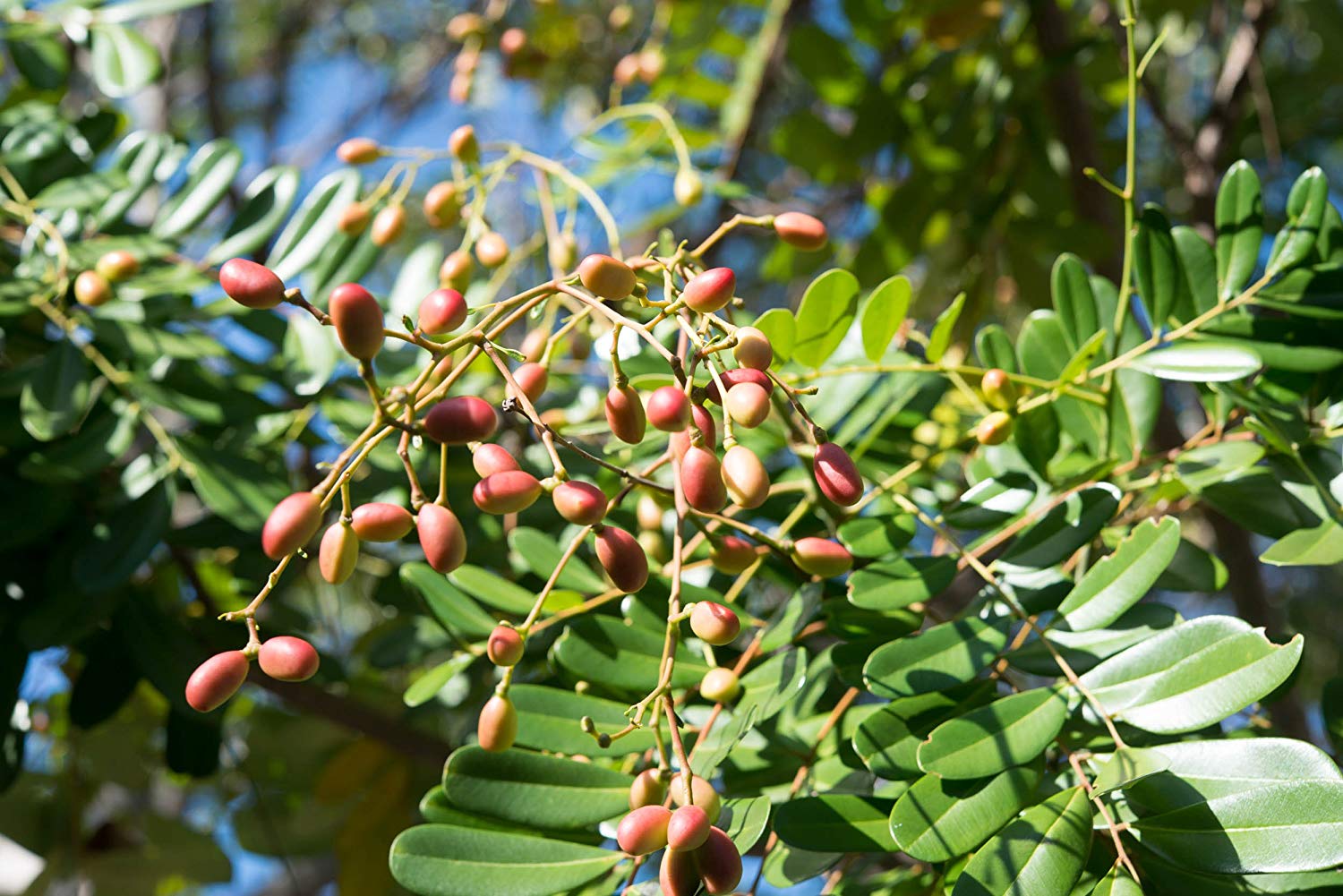 Lakshmi Tharu Simarouba Glauca: Healthy Live Medicinal Plant for Wellness