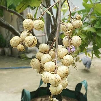 WHITE LONGAN FRUIT PLANT EXOTIC PLANTS