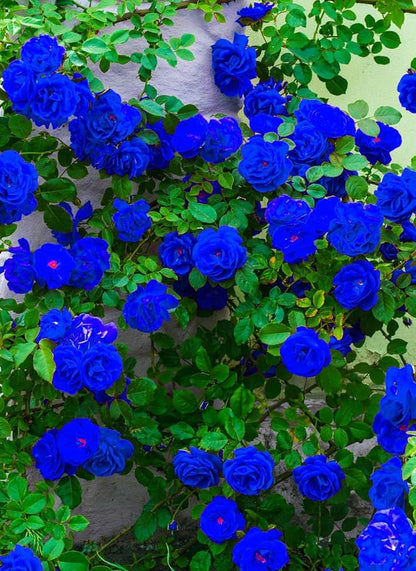 Exotic Hybrid Climbing Rose Flower Seeds – Pack of 20  - Blue - Rose Seeds