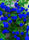 Exotic Hybrid Climbing Rose Flower Seeds – Pack of 20  - Blue - Rose Seeds