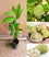 Custard apple plant-  Medicinal Plant Live Plants