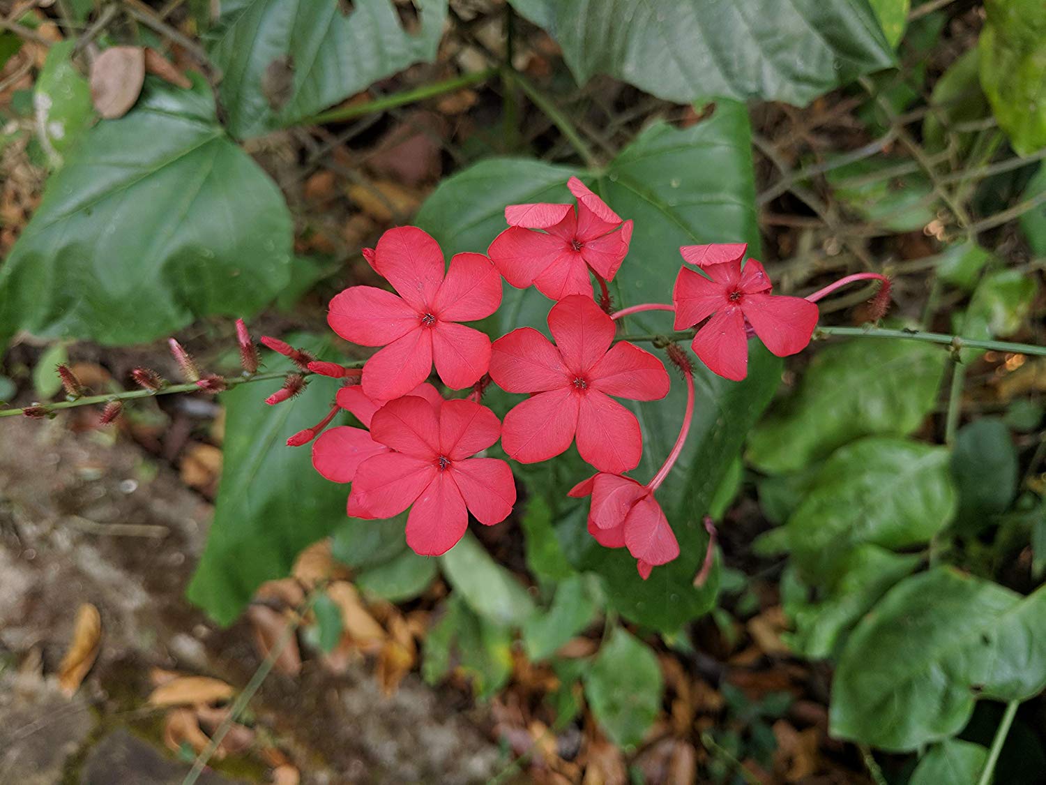 Chethi Koduveli (Plumbago Indica) Medicinal Plant - Live Healthy Plant