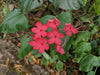 Chethi Koduveli (Plumbago Indica) Medicinal Plant - Live Healthy Plant