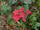 Chethi Koduveli (Plumbago Indica) Medicinal Plant - Live Healthy Plant