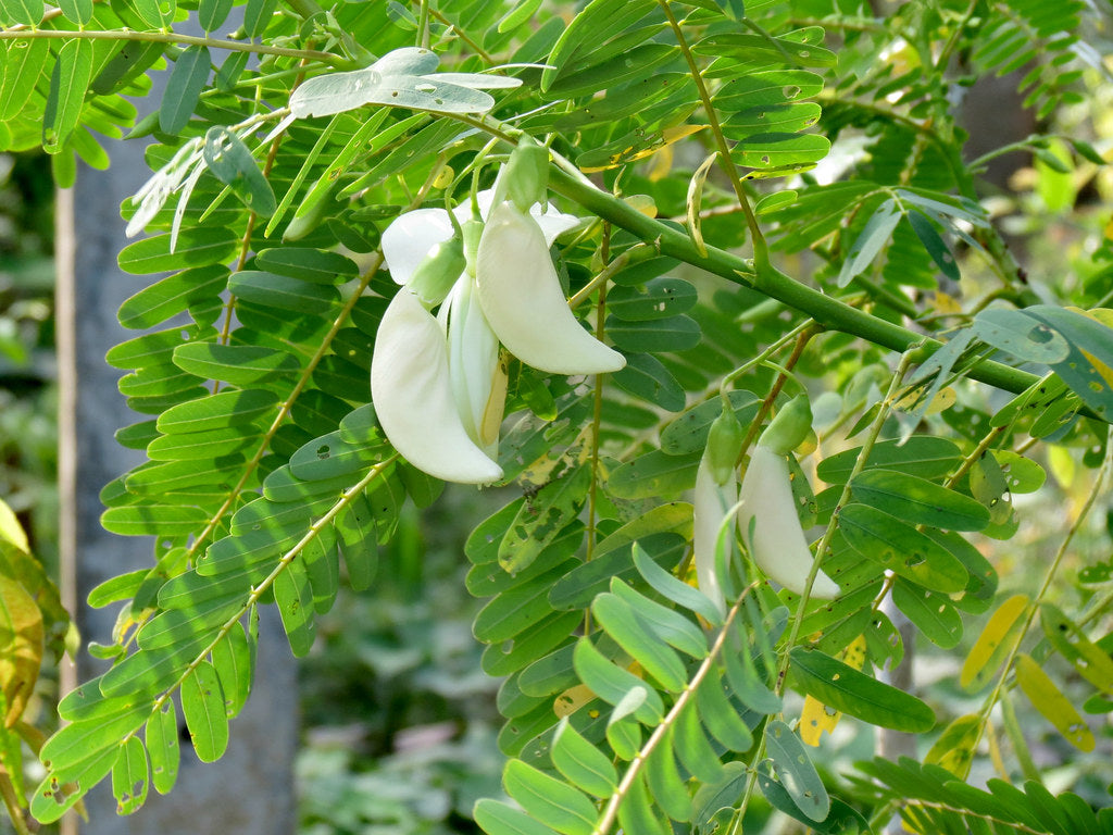 Agati (Sesbania Grandiflora) Medicinal Plant in 1‑kg Polybag