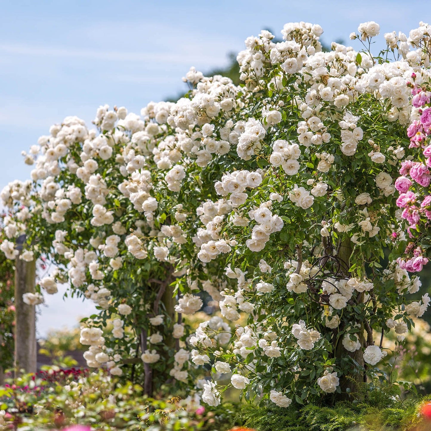 Royal Bloom Climbing Rose – Hybrid Rose Seeds for Vertical Elegance - Rose Seeds