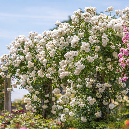 Royal Bloom Climbing Rose – Hybrid Rose Seeds for Vertical Elegance - Rose Seeds