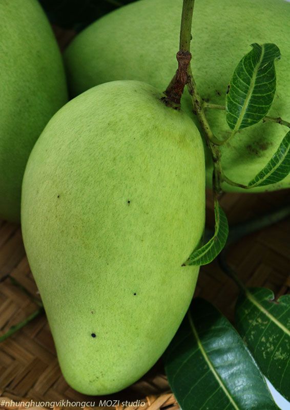Mango Plant (Banganapalli (Benishan) ) Live Mango 1 Plant (Mangifera indica) – Grafted Variety  -Fruit Plants