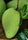 Mango Plant (Banganapalli (Benishan) ) Live Mango 1 Plant (Mangifera indica) – Grafted Variety  -Fruit Plants