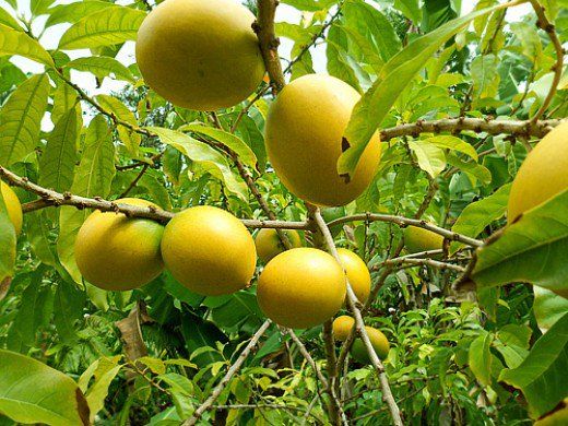 ABIU Z3 FRUIT PLANT EXOTIC PLANTS