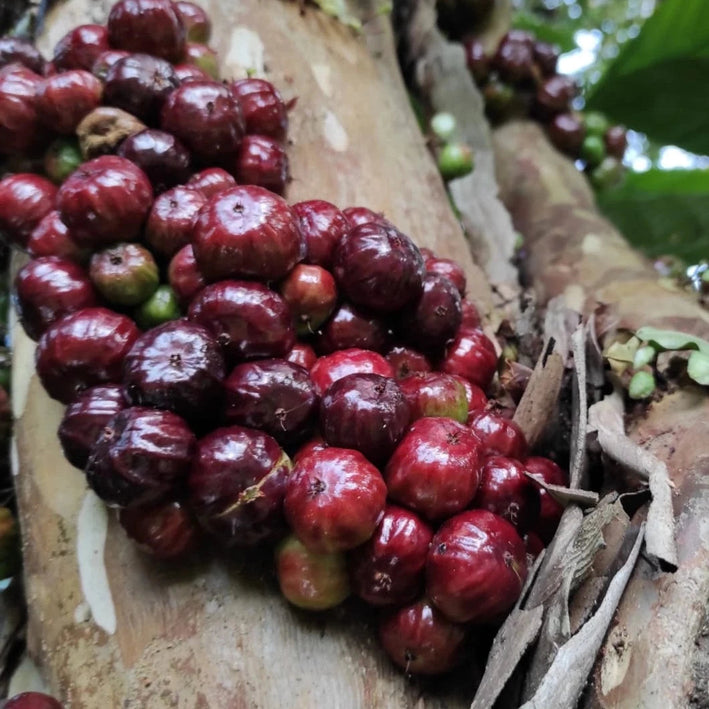 Jaboticaba Navel Costada Fruit Plant