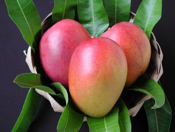 Exotic Mango Plant Varieties for Your Garden (Tommy Atkins) ) Live Mango 1 Plant (Mangifera indica) – Grafted Variety  -Fruit Plants
