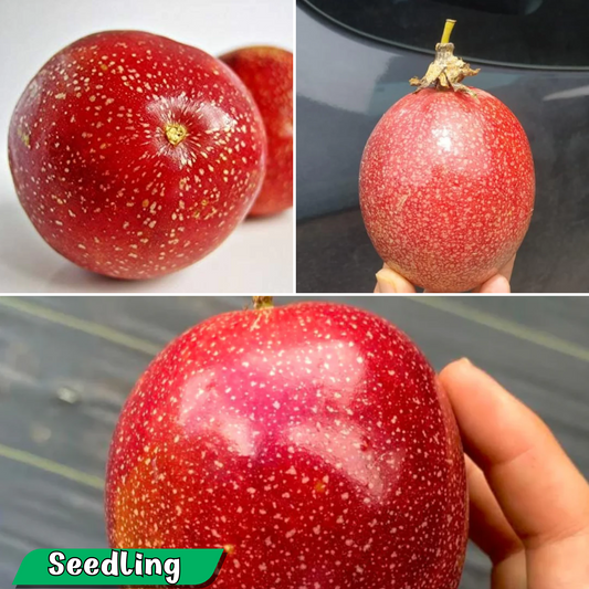 Passionfruit - Indonesian Red Fruit Plant