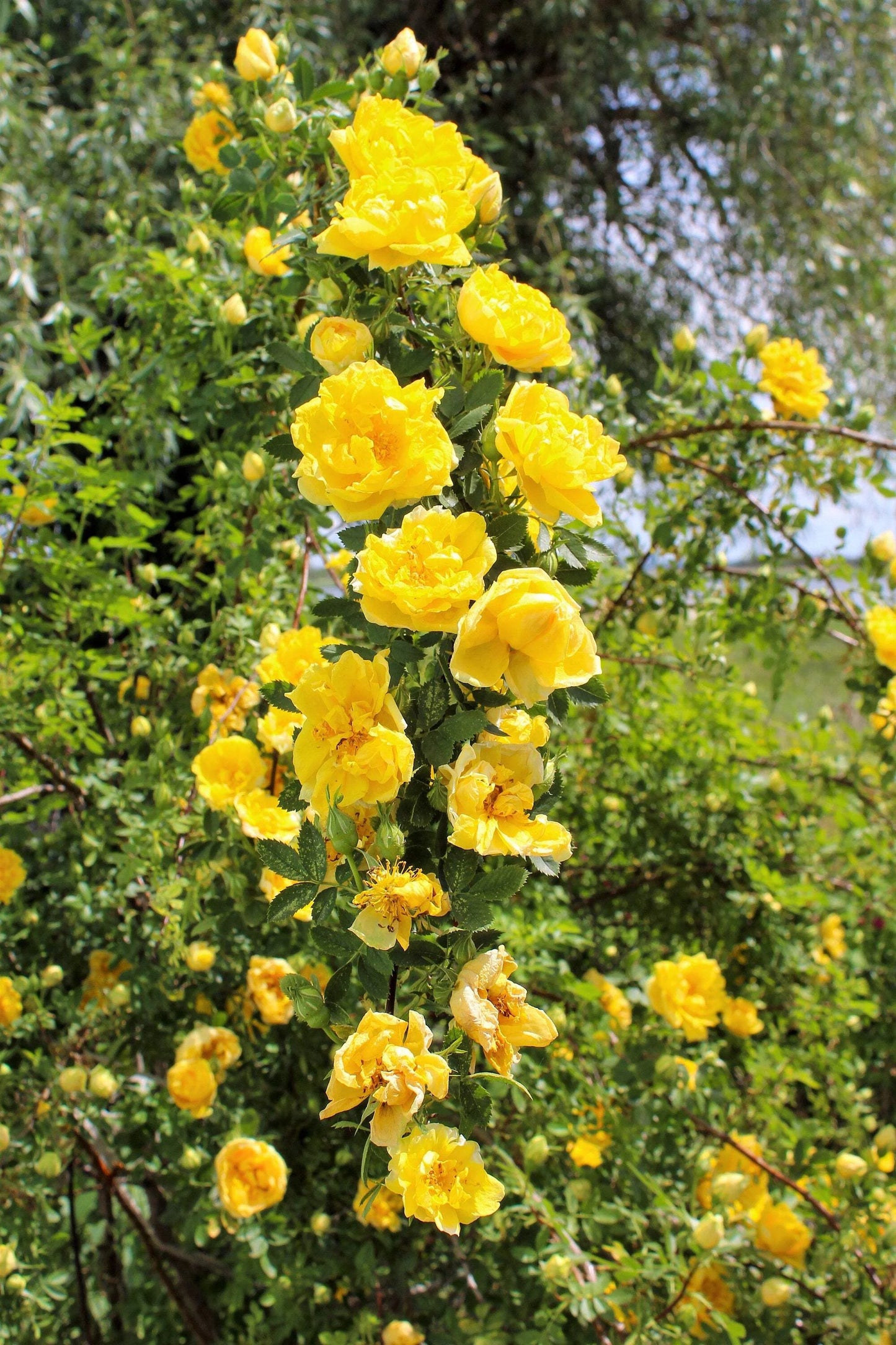 Exotic Hybrid Climbing Rose Flower Seeds – Pack of 20  - Good as gold - Rose Seeds
