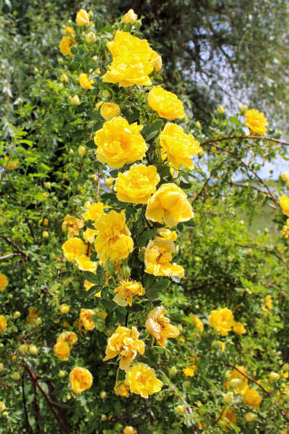 Exotic Hybrid Climbing Rose Flower Seeds – Pack of 20  - Good as gold - Rose Seeds