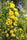 Exotic Hybrid Climbing Rose Flower Seeds – Pack of 20  - Good as gold - Rose Seeds