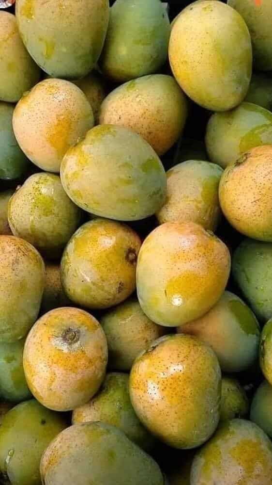 Mango Plant (Neelum) ) Live Mango 1 Plant (Mangifera indica) – Grafted Variety  -Fruit Plants
