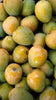 Mango Plant (Neelum) ) Live Mango 1 Plant (Mangifera indica) – Grafted Variety  -Fruit Plants