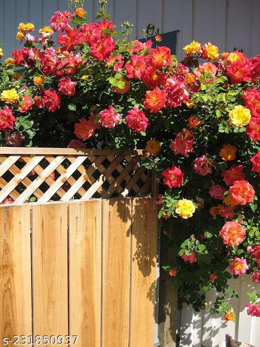Garden Grace Hybrid Rose Seeds – Fragrant Climber for Pergolas & Walls - Rose Seeds