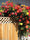Garden Grace Hybrid Rose Seeds – Fragrant Climber for Pergolas & Walls - Rose Seeds