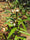 Ayapana Triplinervis Medicinal Plant: Live, Healthy, Polybag-Grown for Wellness