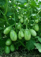 Organic Brinjal Green  F1 Hybrid seeds- Open Pollinated 50 seeds-vegetable seeds