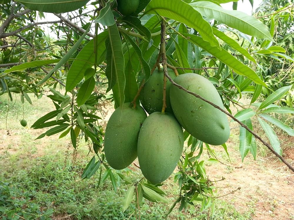 Mango Plant (Imam Pasand (Himayat) ) Live Mango 1 Plant (Mangifera indica) – Grafted Variety  -Fruit Plants