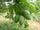 Mango Plant (Imam Pasand (Himayat) ) Live Mango 1 Plant (Mangifera indica) – Grafted Variety  -Fruit Plants