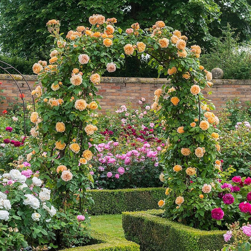 Climbing Hybrid Rose Seeds – Decorative Flower Vines for Outdoor Landscaping - Rose Seeds