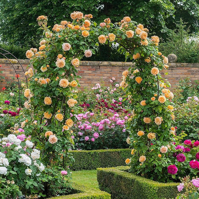 Climbing Hybrid Rose Seeds – Decorative Flower Vines for Outdoor Landscaping - Rose Seeds