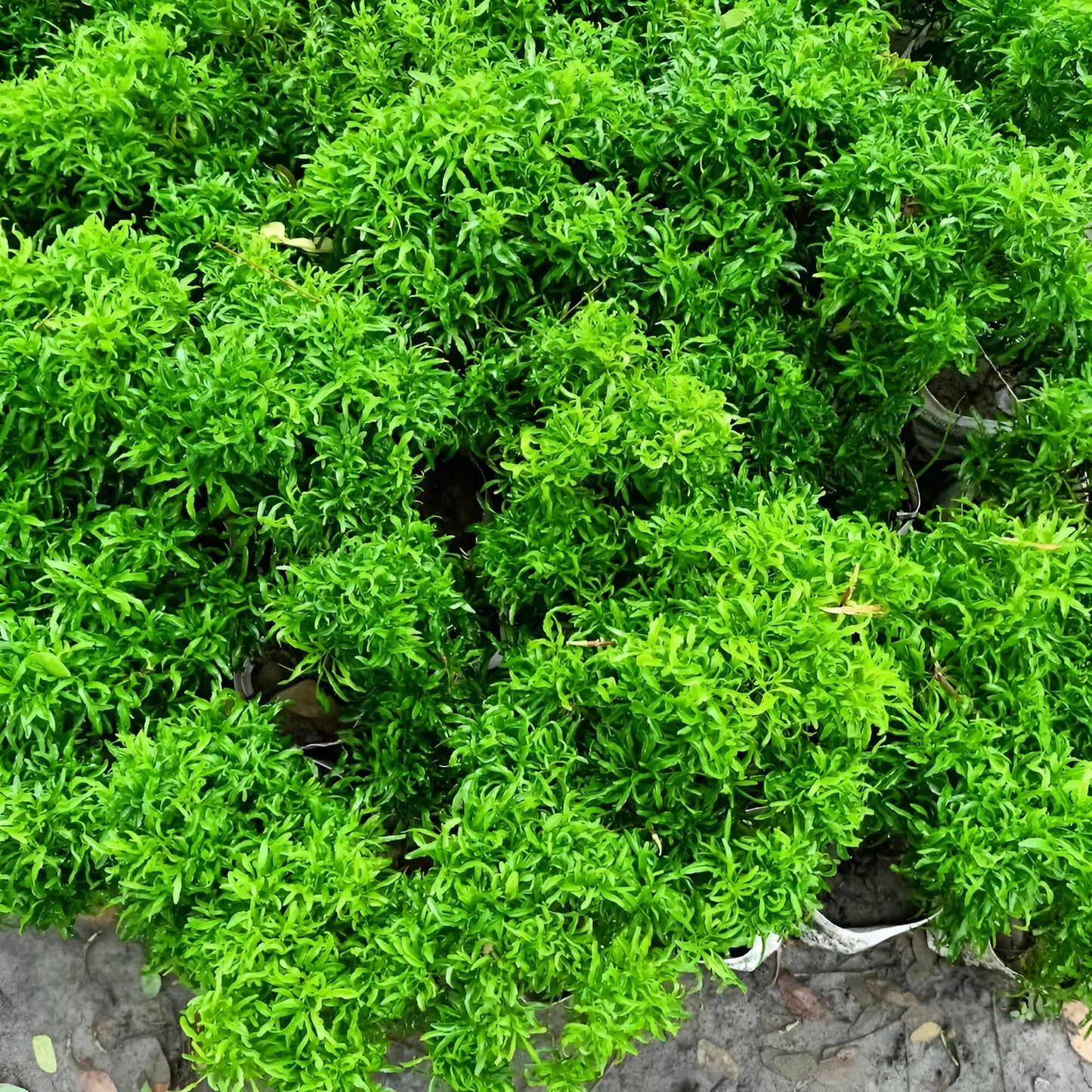 Aralia Healthy Live Plant (Green, Pack of 1) | Indoor & Outdoor Plant for Home and Office Decoration - Best Selling