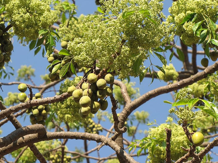 Malaveppu plant Chinaberry Melia azedarach-  Medicinal Plant Live Plants