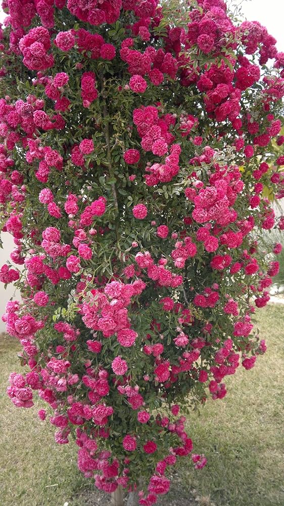 Elysian Climber – Hybrid Rose Seeds for Timeless Floral Walls - Rose Seeds