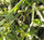 Healthy Live Asthi Samhara Cissus Quadrangularis Medicinal Plant - Bone Health