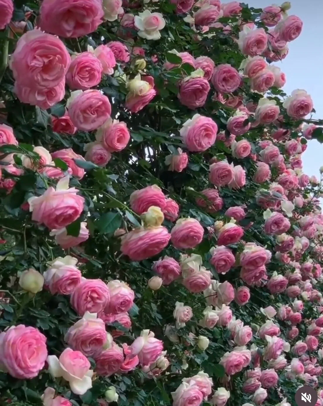 Heritage Climber Rose Seeds – Premium Hybrid Blooms for Garden Charm - Rose Seeds
