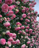 Heritage Climber Rose Seeds – Premium Hybrid Blooms for Garden Charm - Rose Seeds