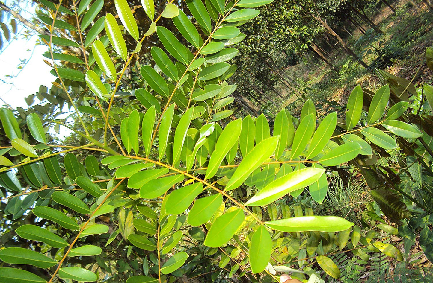 Lakshmi Tharu Simarouba Glauca: Healthy Live Medicinal Plant for Wellness