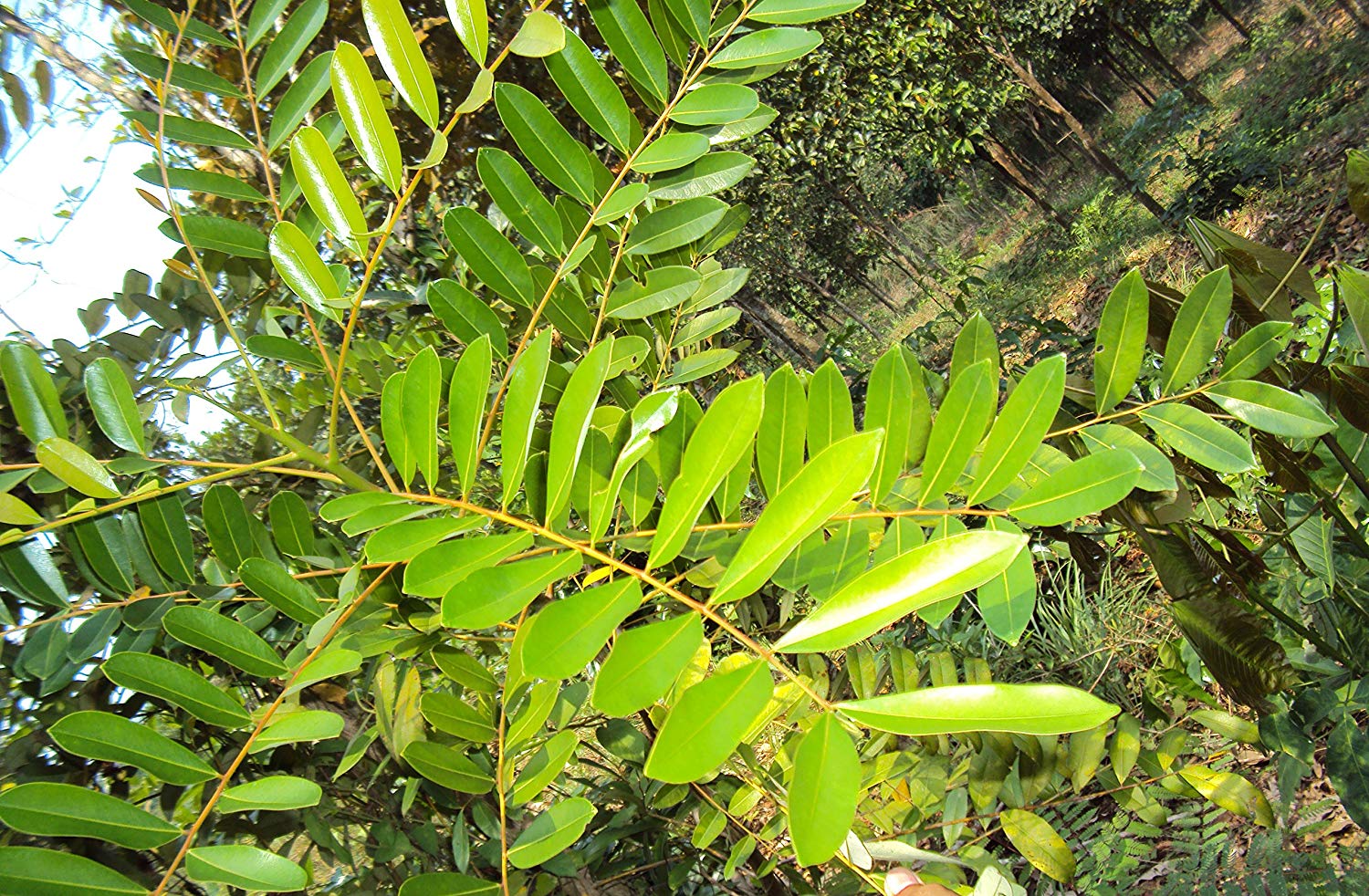 Lakshmi Tharu Simarouba Glauca: Healthy Live Medicinal Plant for Wellness