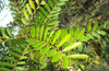 Lakshmi Tharu Simarouba Glauca: Healthy Live Medicinal Plant for Wellness