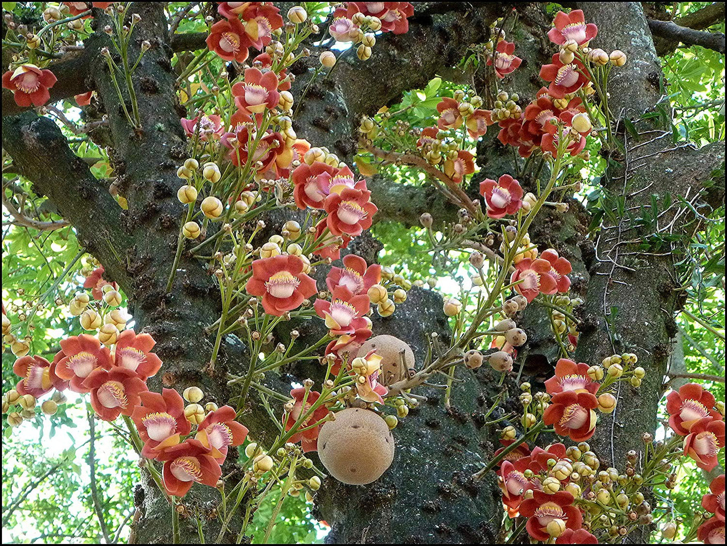 Authentic Nagalingam (Couroupita Guianensis) Medicinal Plant - Healthy Live Sapling