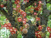 Authentic Nagalingam (Couroupita Guianensis) Medicinal Plant - Healthy Live Sapling