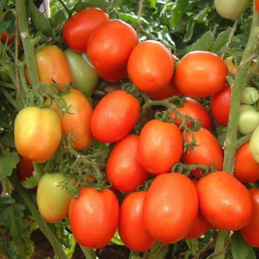 Tomato F1 Hybrid Seeds - 50 Seeds (Tamatar) (टमाटर के बीज) High Germination/ Easy to Grow/ Ideal for Terrace/Kitchen Gardening -Vegetable Seeds