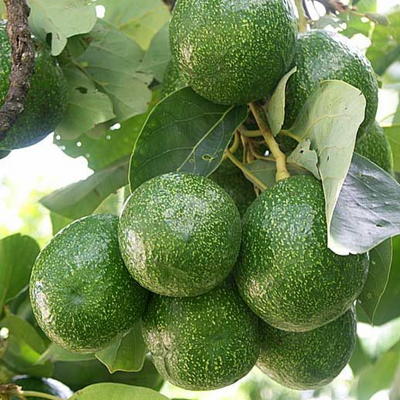 Avocado -Choquette - Grafted - Hybrid Fruit Plant