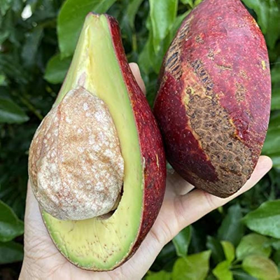 Avocado - Red - Grafted - Hybrid Fruit Plant